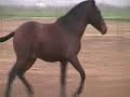 P.R.E au potentiel dressage a suivre...