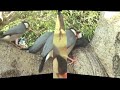 Bird Feeder ~ for Wild Birds ( Java Finch ! ) Bird Feeder ~ for Wild Birds ( Java Finch ! )