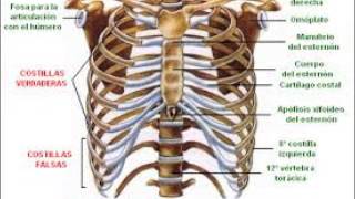 Huesos del cuerpo humano