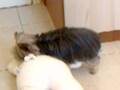 Sexo animal - 00:41