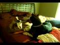 Chihuahua On Warpath