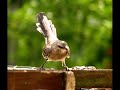 Mockingbirds!