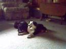 ARPH DOG  /Dog Playing & Enjoy Life