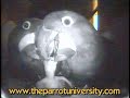 hyacinth macaw egg hatching and parents feeding