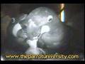 hyacinth macaw egg hatching and parents feeding
