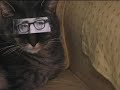 Cat of 1000 Faces - Episode 1 Cat of 1000 Faces - Episode 1