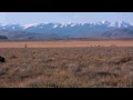 The Old Buffalo Trail