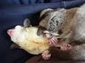 sugar glider / momonga\