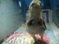 OUR NEW BABY CHICKEN!!!!