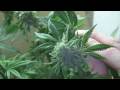 **watch in hd!!** she vegged for about a week, i would have loved to go longer and make her a proper bush, but circumstances at the time forced me to flower everything. tho a little on the small side, an excellent representation of the arcata (true)trainwreck, with its tight nugs and lemony/oily smell.