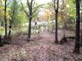 APHA Spooks 4-sale