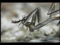 Mantis makes easy snack of small Scorpion Mantis makes easy snack of small Scorpion
