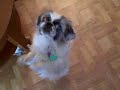 My Dog Is Better Than Your Dog