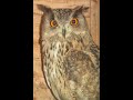 Baytree Owl Centre Baytree Owl Centre