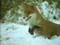 save-our-foxes.html