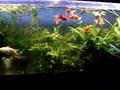 Dallas Watonia babies 11/23/2008