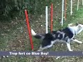 AGILITY/BLUE BOY Progression slalom couloir au 27 mai 2007