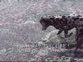 dalmatian 『Rescue dog!!!』