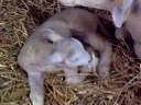 Baby Lambs