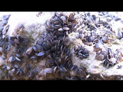 how to treat zebra mussels
