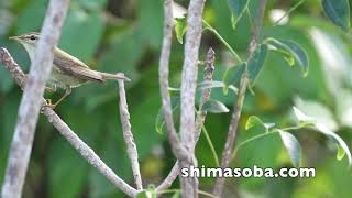 ベニバト、コムシクイ、ヨシゴイ、カラムクドリ、ホシムクドリほか(動画あり)