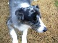Head Tremor in Dog Head Tremor in Dog