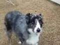 Head Tremor in Dog