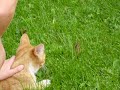 cat eats chipmunk cat eats chipmunk