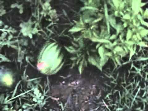 how to know when to pick a watermelon off the vine