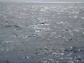 Dominica Whale Watch - Scar dives
