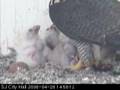 SAN JOSE FALCONS Clara Feeds her Triplets UP CLOSE
