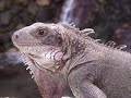 YOUR TRAVEL GUIDE - Shane O -VIRGIN ISLANDS 2. Coral World
