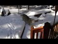 Sammy and Mickey Mouse Siberian Huskies after snow storm