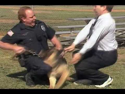 how to treat dog bite
