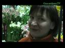 flower therapy flower therapy