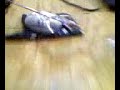 Hard Drive Destruction Part 4 of 7
