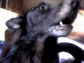 singing dog