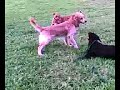 Presa Canario vs Golden  Retriever  vs  Labrador