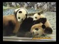 Twin Panda Babies and their Mother