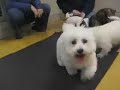 Yuki