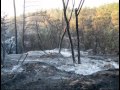 KKL-JNF - A Song for the Carmel Forests