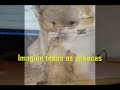 Sra Enid Bernardi - Sociedade Protetora dos Animais