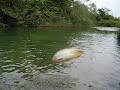 Peixe com fome é voador!