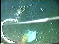 Ghostnet kills giant lobster!