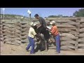 Wild Ostrich Ride in South Africa