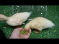 世界最小あひるコールダック生後15日目手羽に変化が、、 コールダック