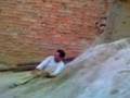 videos de capote do santinho