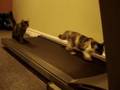 Ver Gatos graciosos