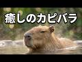 癒しのカピバラ #伊豆シャボテン動物公園#カピバラ