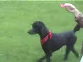 standard poodle likes bubbles standard poodle likes bubbles